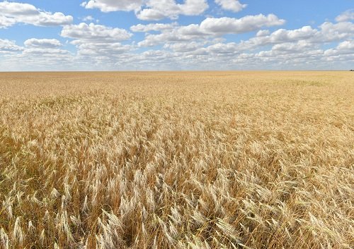 Оценка экспорта зерна в Казахстане