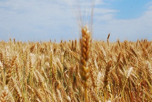 Более 5 миллионов тон зерна собрано в СКО в 2015 году